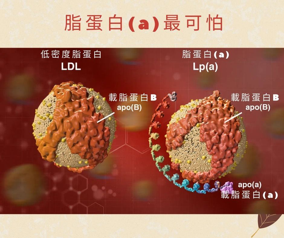 脂蛋白(a), lipoprotein a, 壞膽固醇, 遺傳性壞膽固醇
