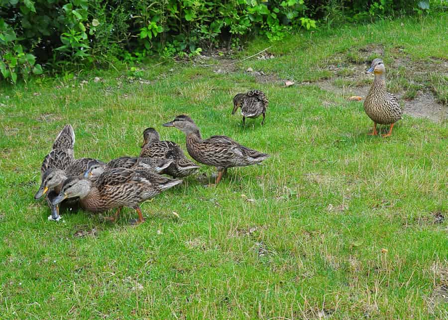 Village Gate gallery