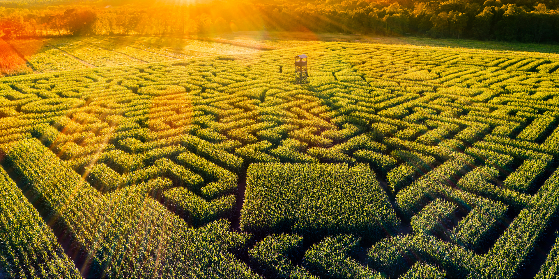 Aerial view of a complex corn maze in a field bathed in golden sunlight.