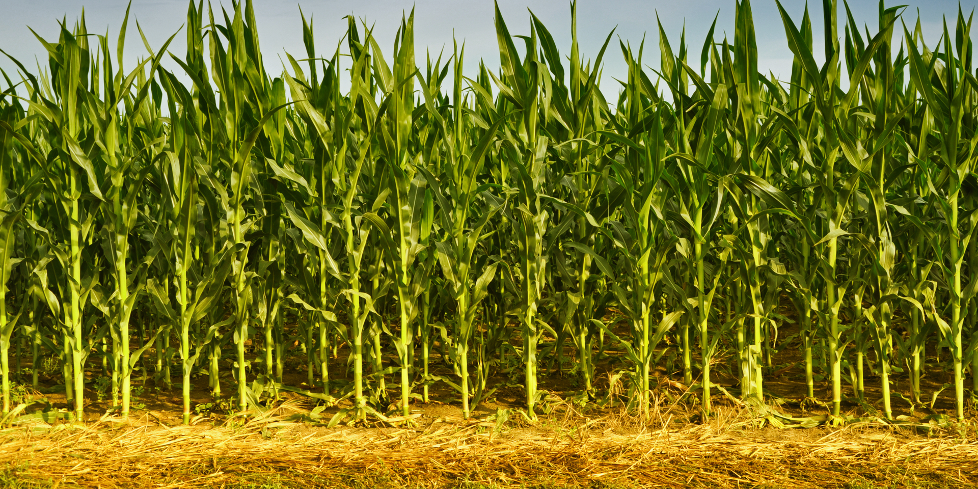 Amazing Maize Mazes Are Now Open for the 2014 Season!