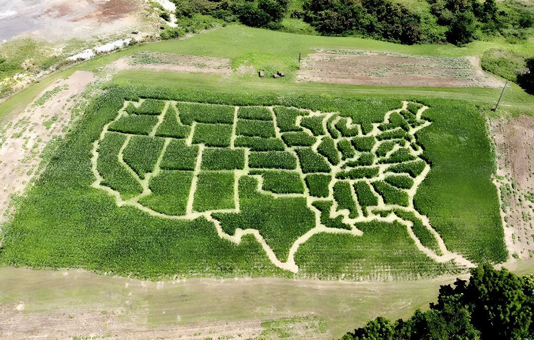 Corn maze shaped like the United States, with paths visible.