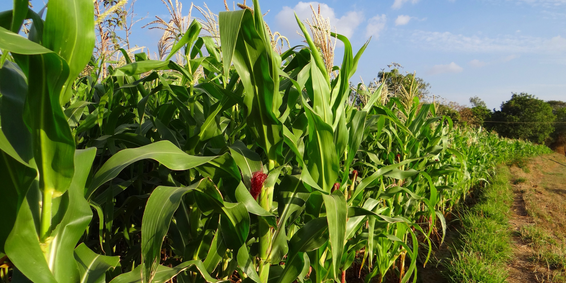 Amazing Maize Mazes Are Now Open for the 2014 Season!