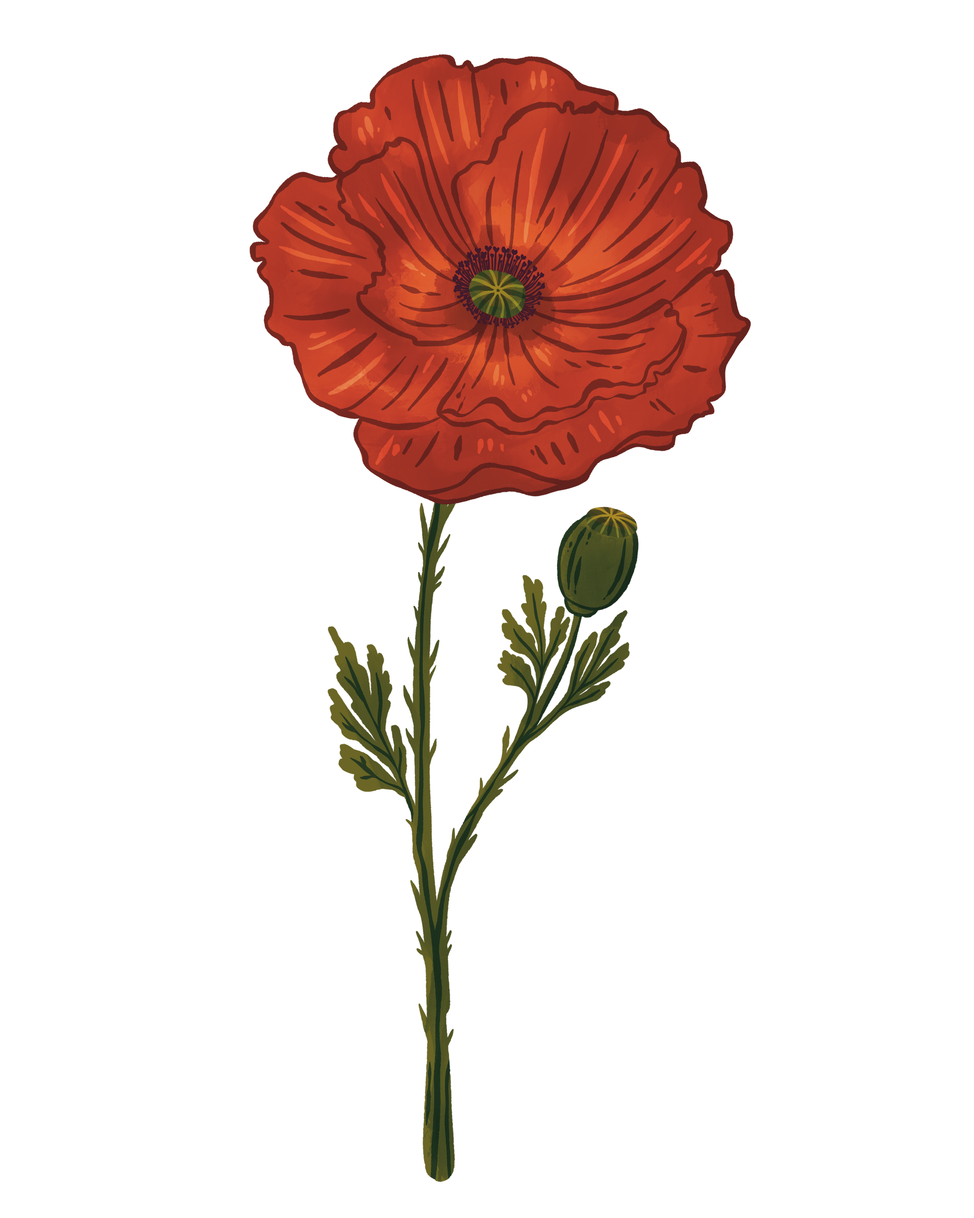 A detailed illustration of a vibrant red poppy flower with a green stem, leaves, and a single unopened bud.