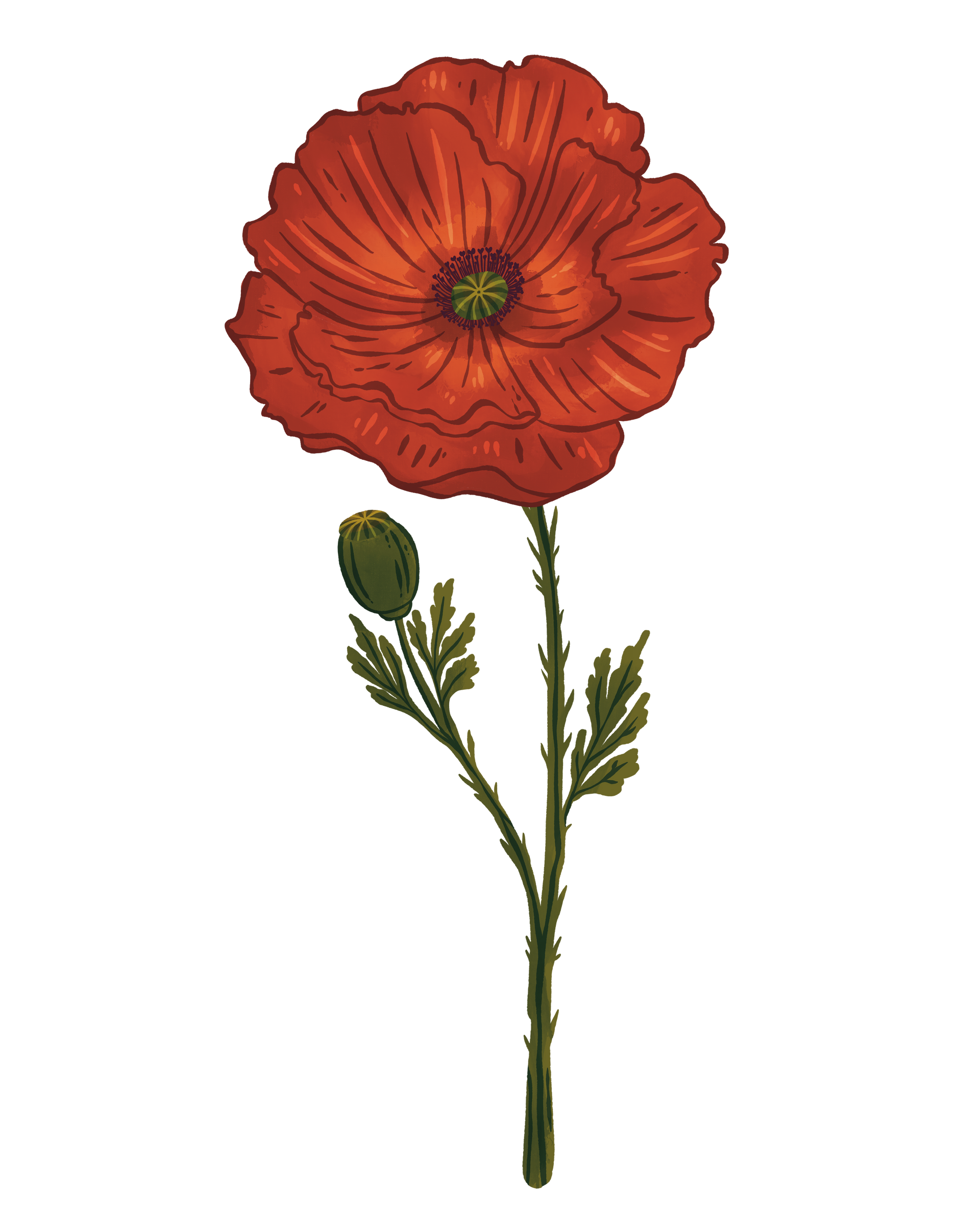 A bright red poppy flower with green leaves and a small bud on a thin, green stem against a white background.