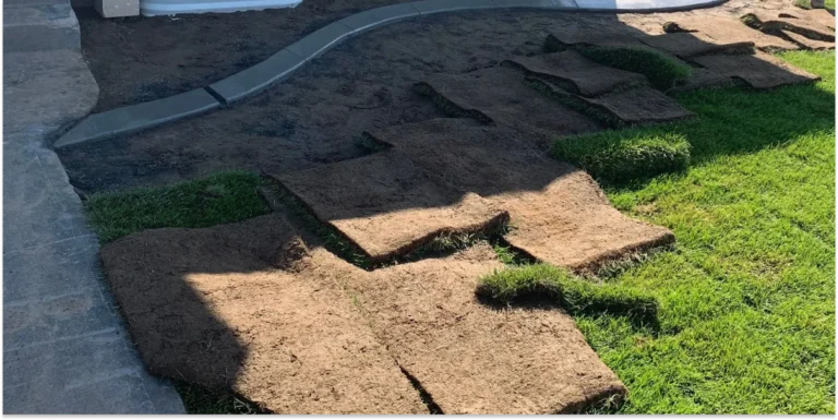 Rectangular sections of turf sod are laid out on dirt in a front yard, partially transitioning into an existing lawn.
