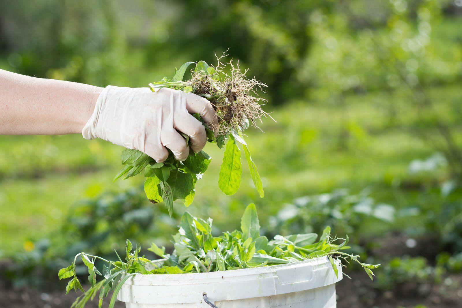 A gloved hand places a bunch of pulled weeds with exposed roots into a white garden bucket.