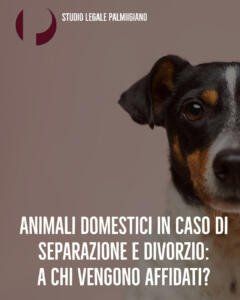 Pets in the event of separation and divorce