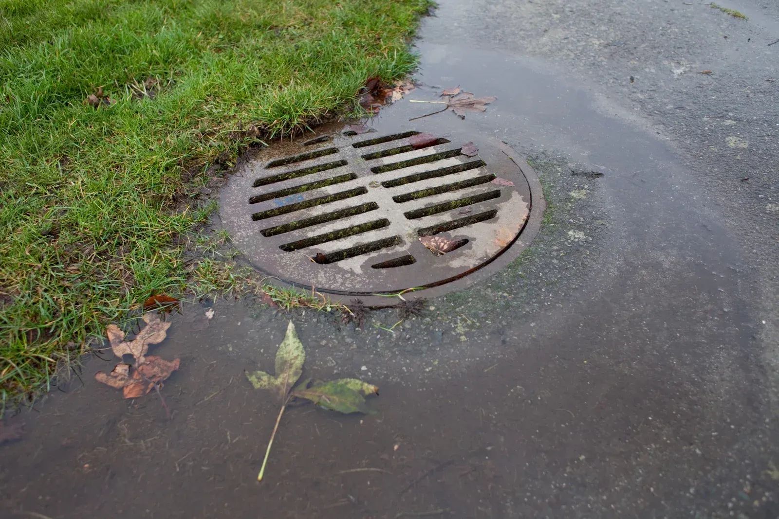 A circular metal storm drain grate sits in a puddle on an asphalt road next to a patch of green grass.