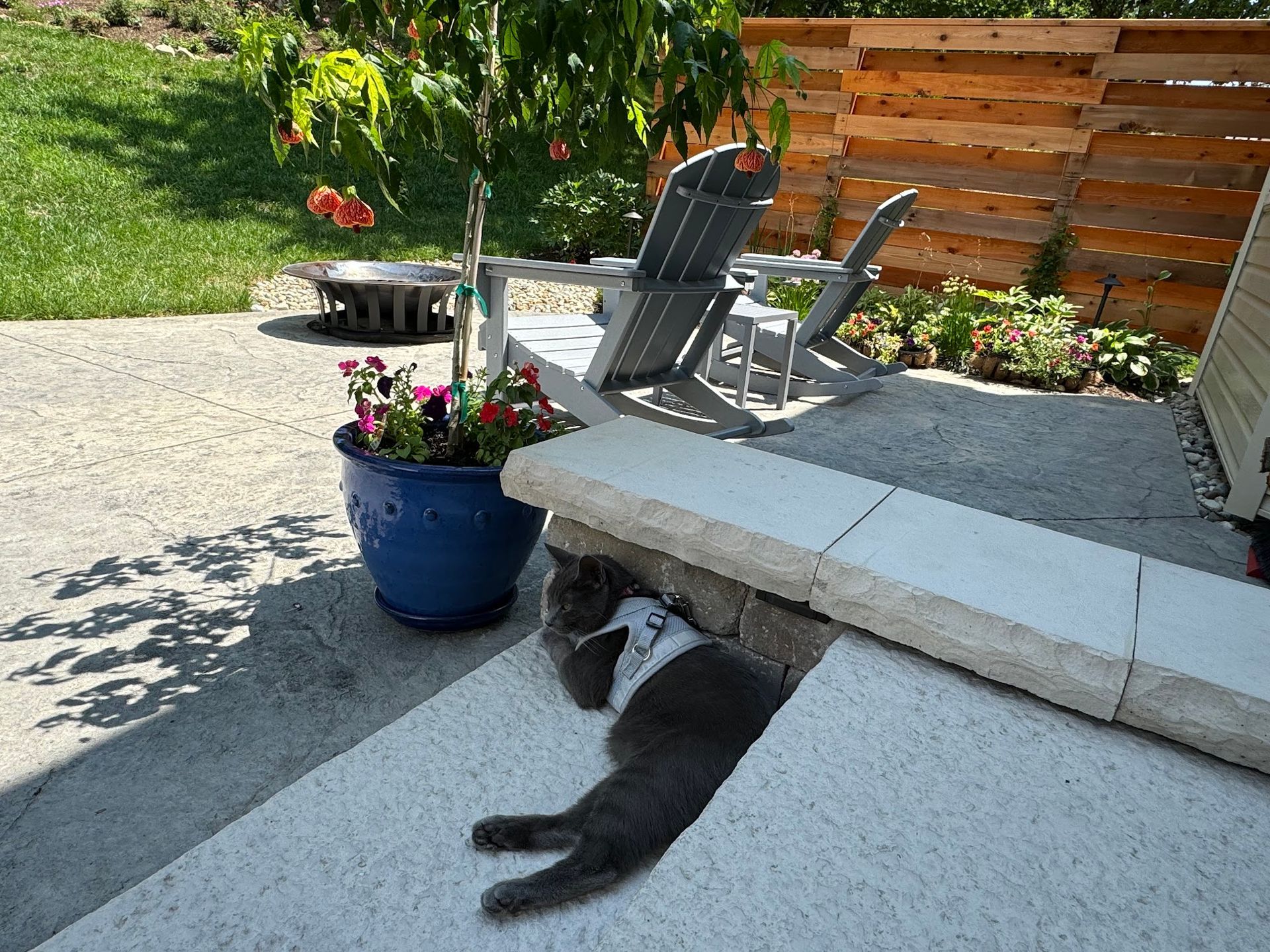 Gray cat resting in the shade of a concrete block on a sunny patio, with flowers and Adirondack chairs in the background.