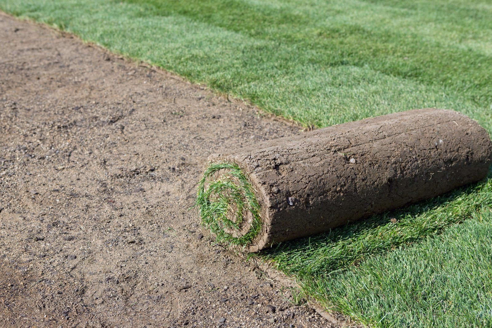 Roll of sod being laid on a grassy lawn; green grass, brown soil, sunny outdoors.