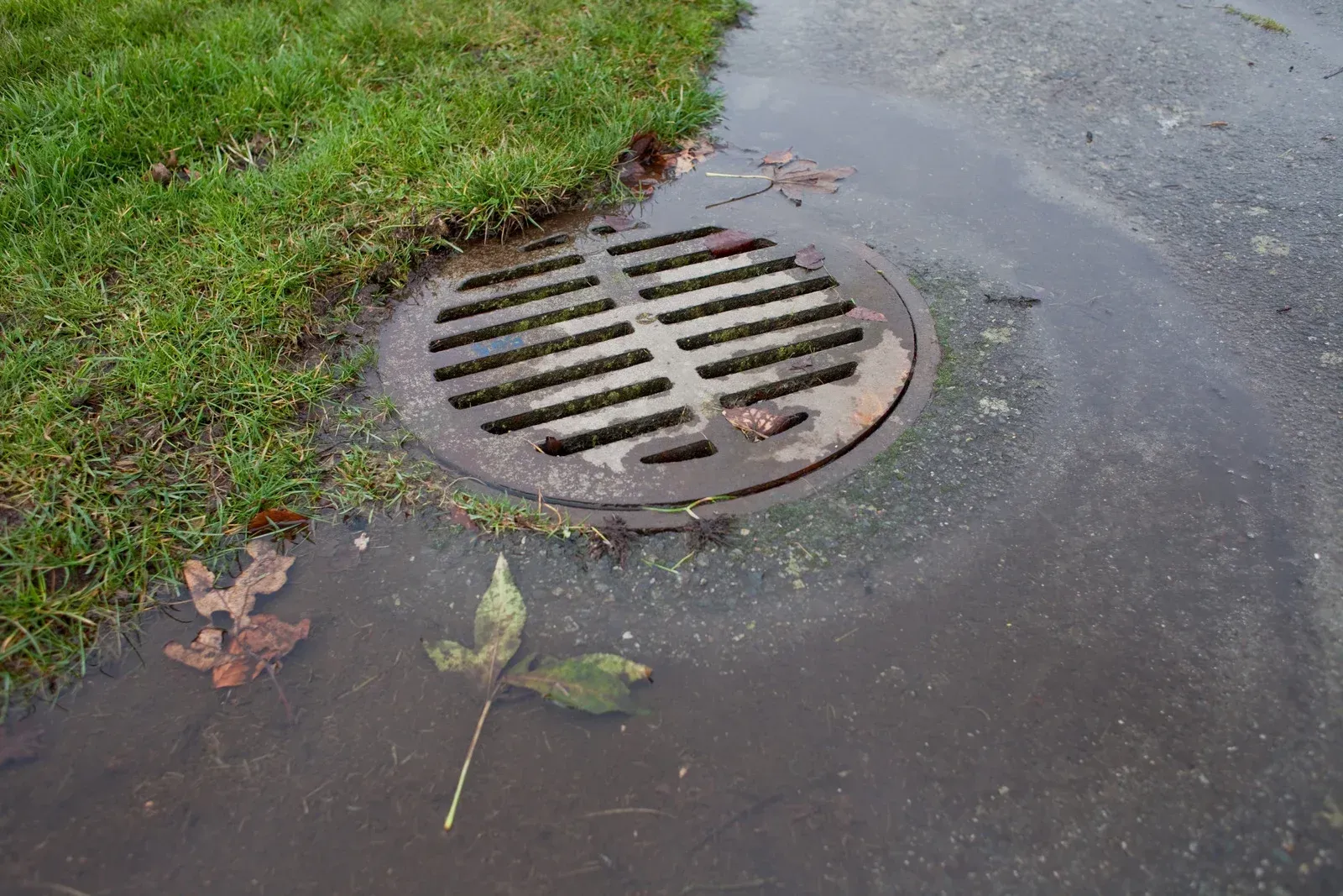 Round metal drain cover surrounded by a puddle on pavement next to grass. A few leaves float in the water.
