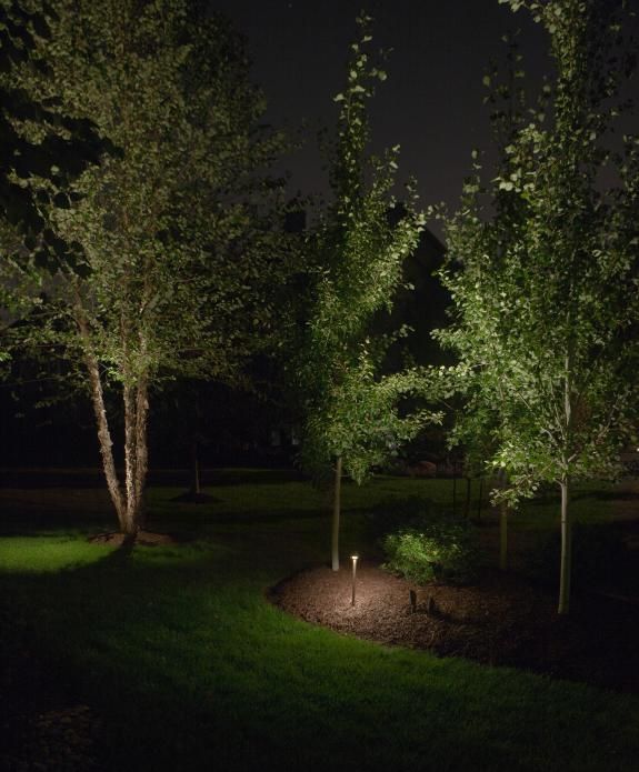 A group of trees are lit up at night in a yard.