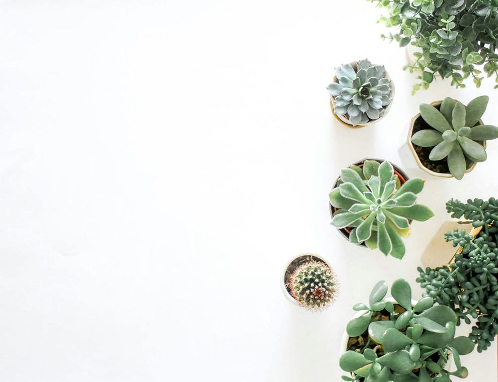 Various potted succulents and greenery arranged on a white background.