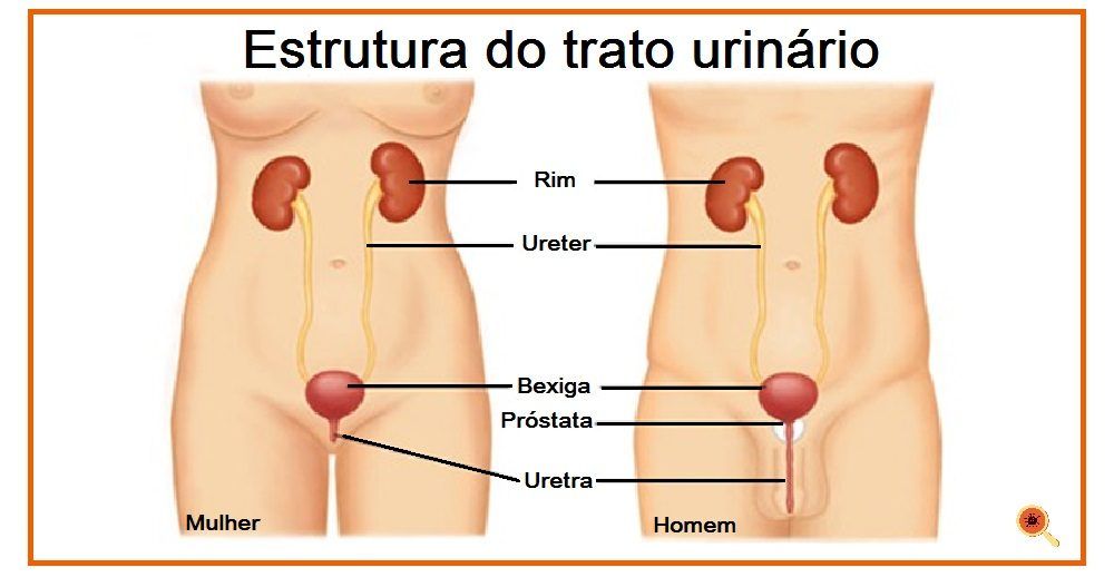 Estrutura do trato urinário