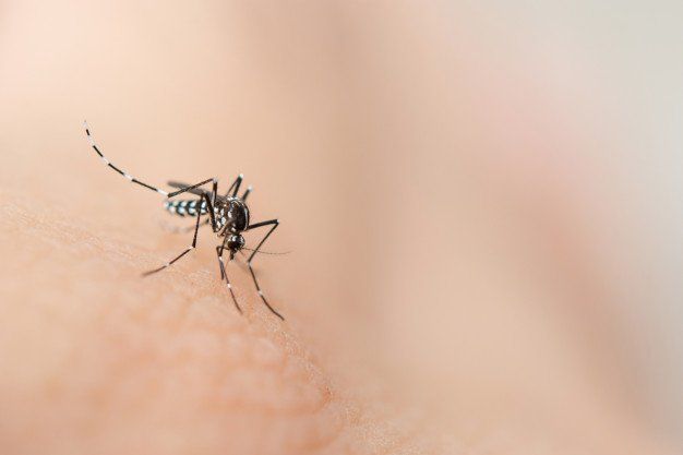 Dengue: Saiba quais são e aprenda a reconhecê-los