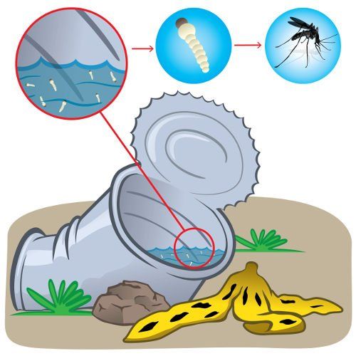 Proliferação do mosquito da dengue