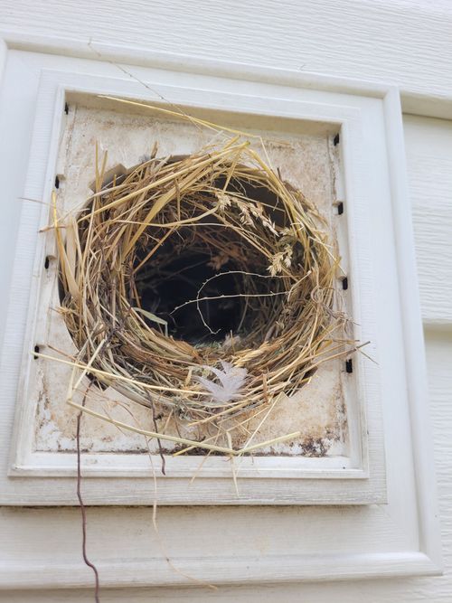 Bird nest built inside a round opening in white siding.