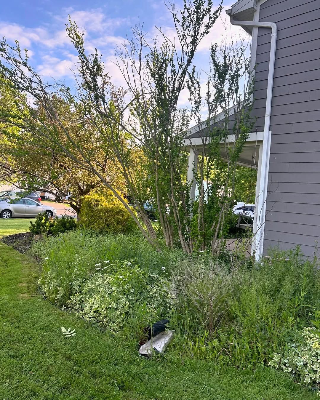 Overgrown Garden