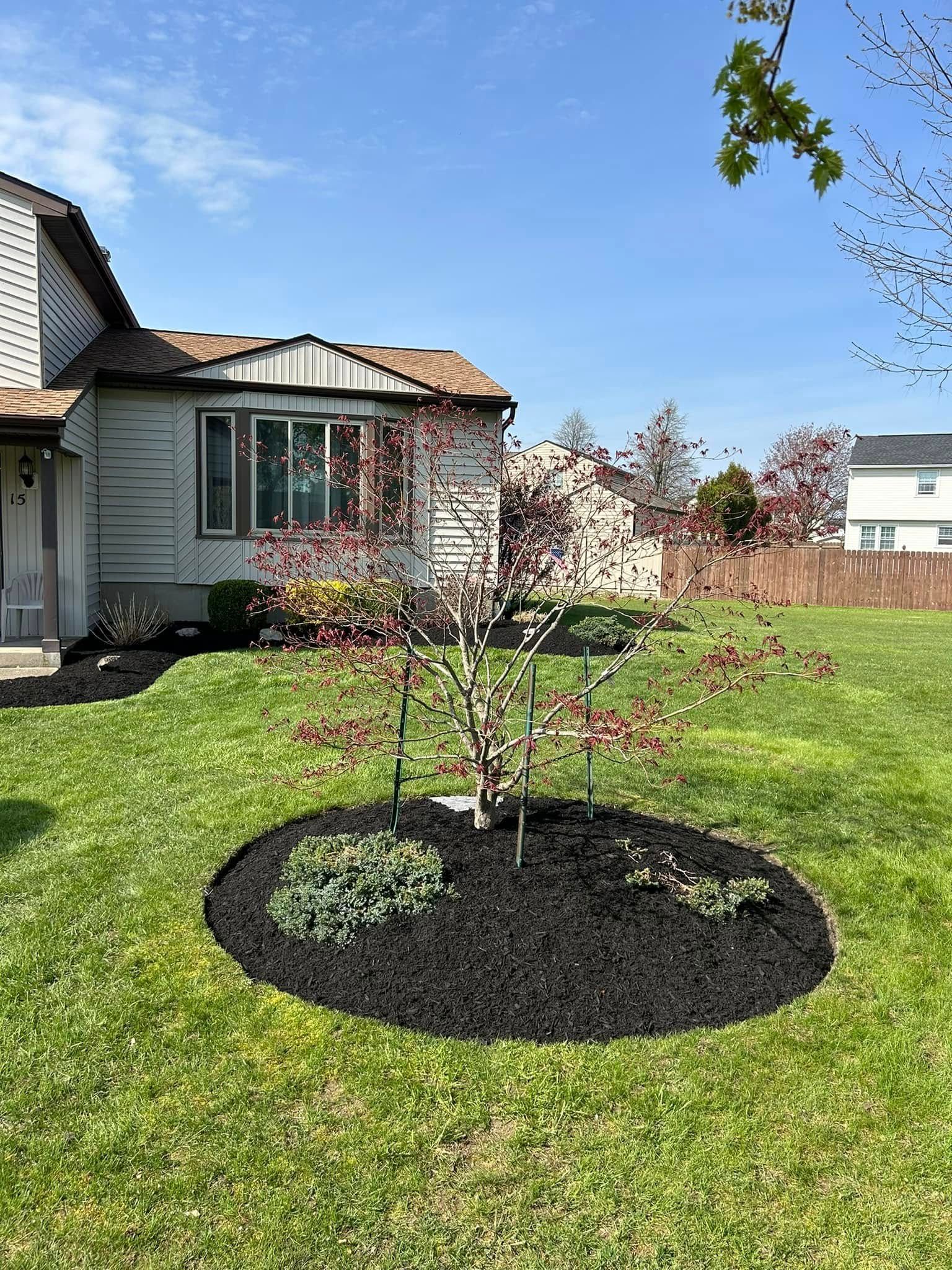 There is a tree in the middle of the lawn in front of a house.