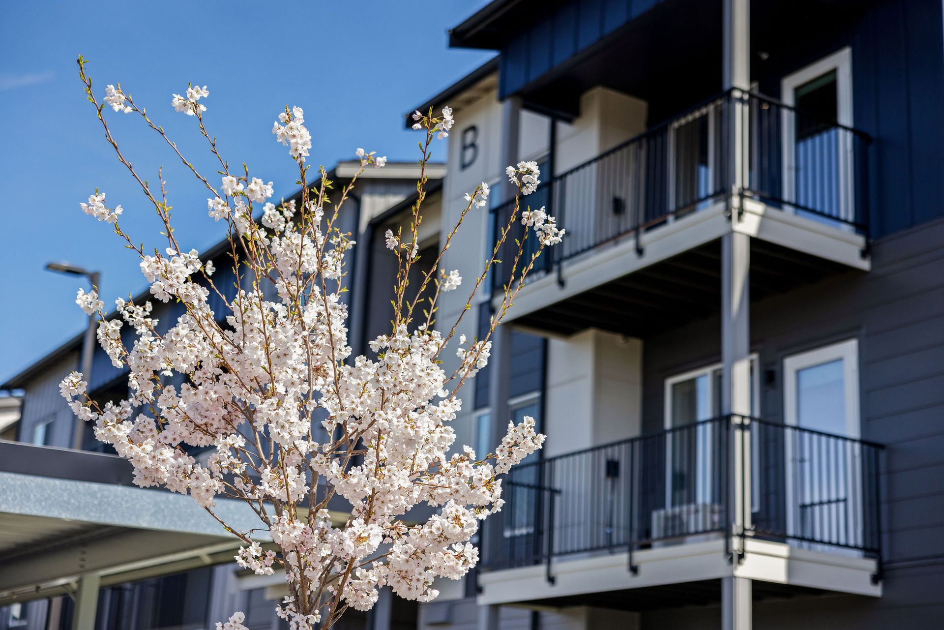 A cherry blossom tree in front of a building with balconies.