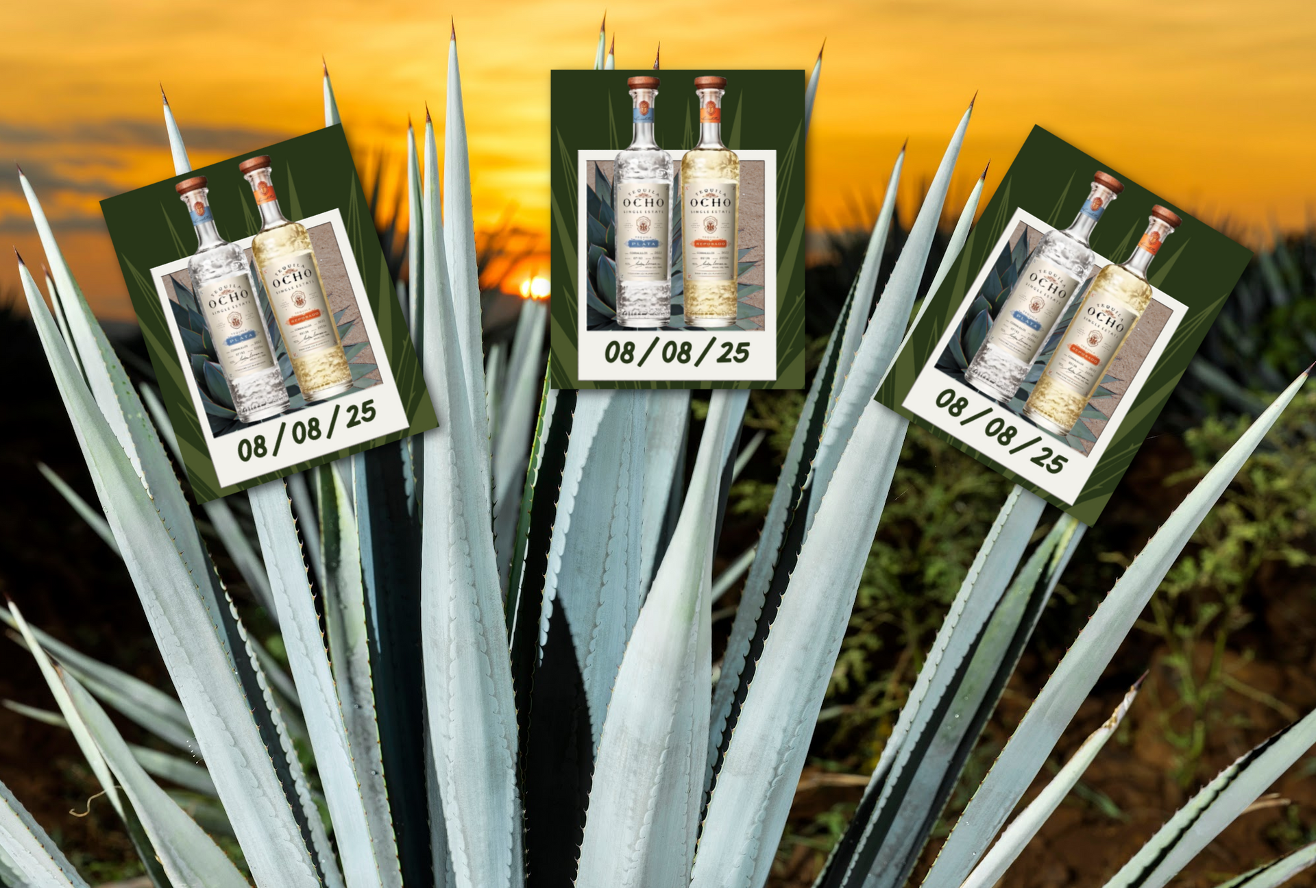 ocho tequila sale image