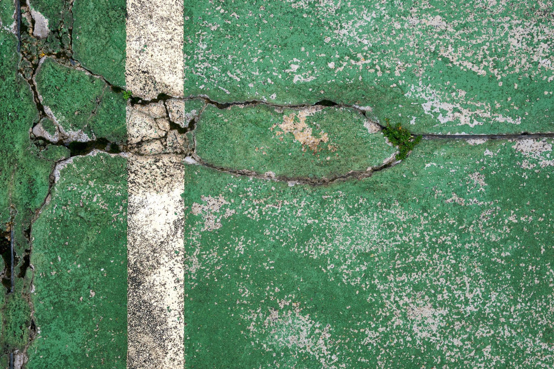 Cracked asphalt with green moss and white lichen growing in the fissures.