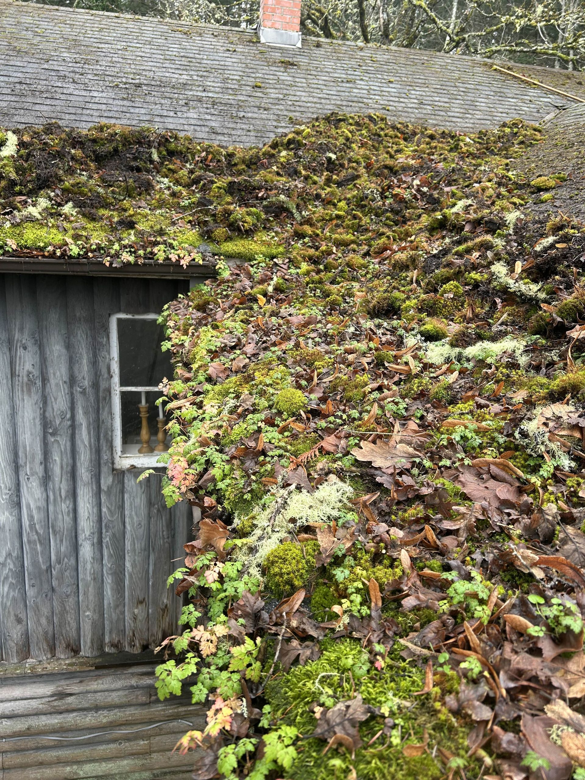 A residential home showing its roof covered in moss and debris