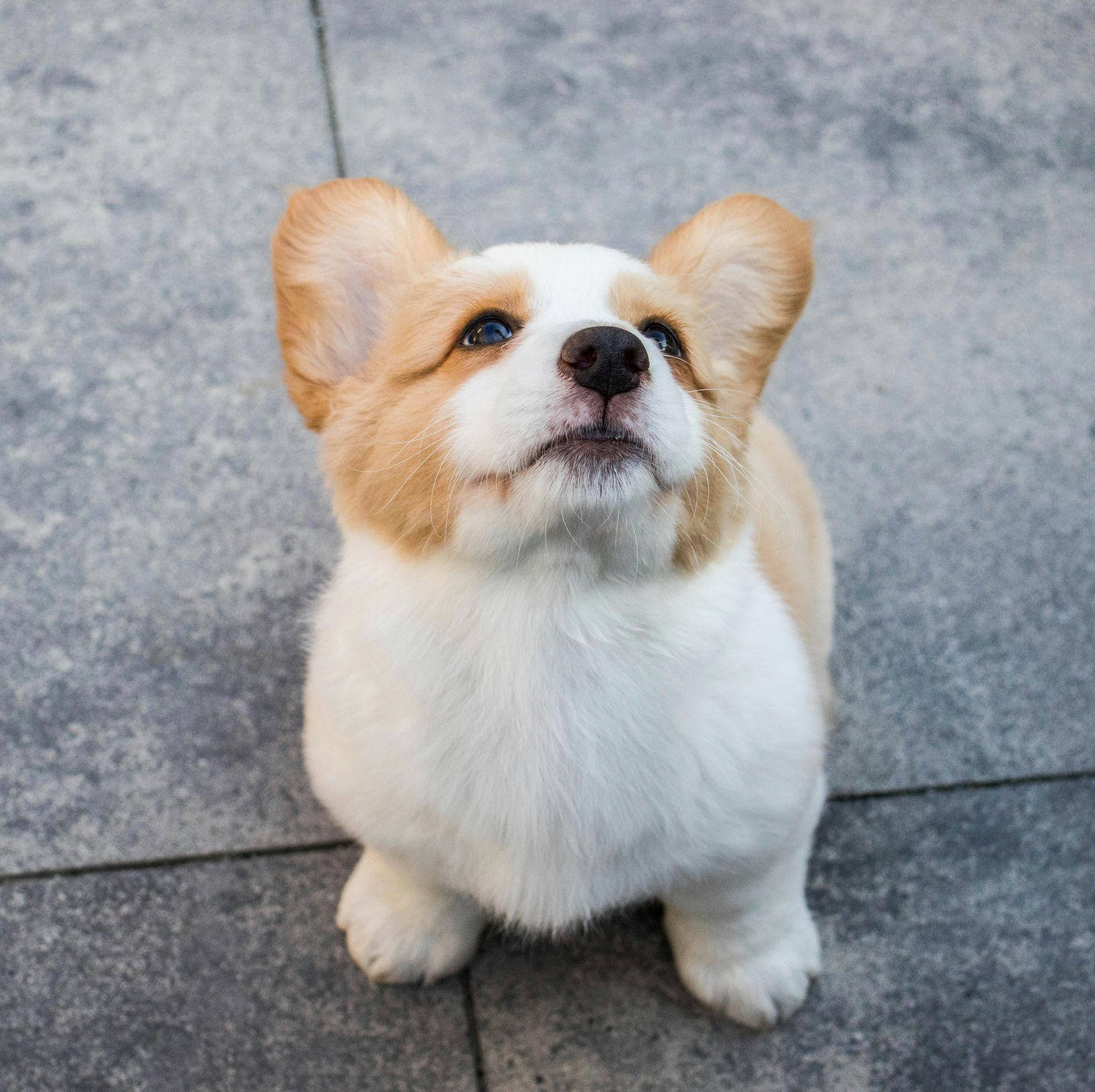 Fluffy corgi puppy looking up, brown and white fur, on a gray tiled surface.