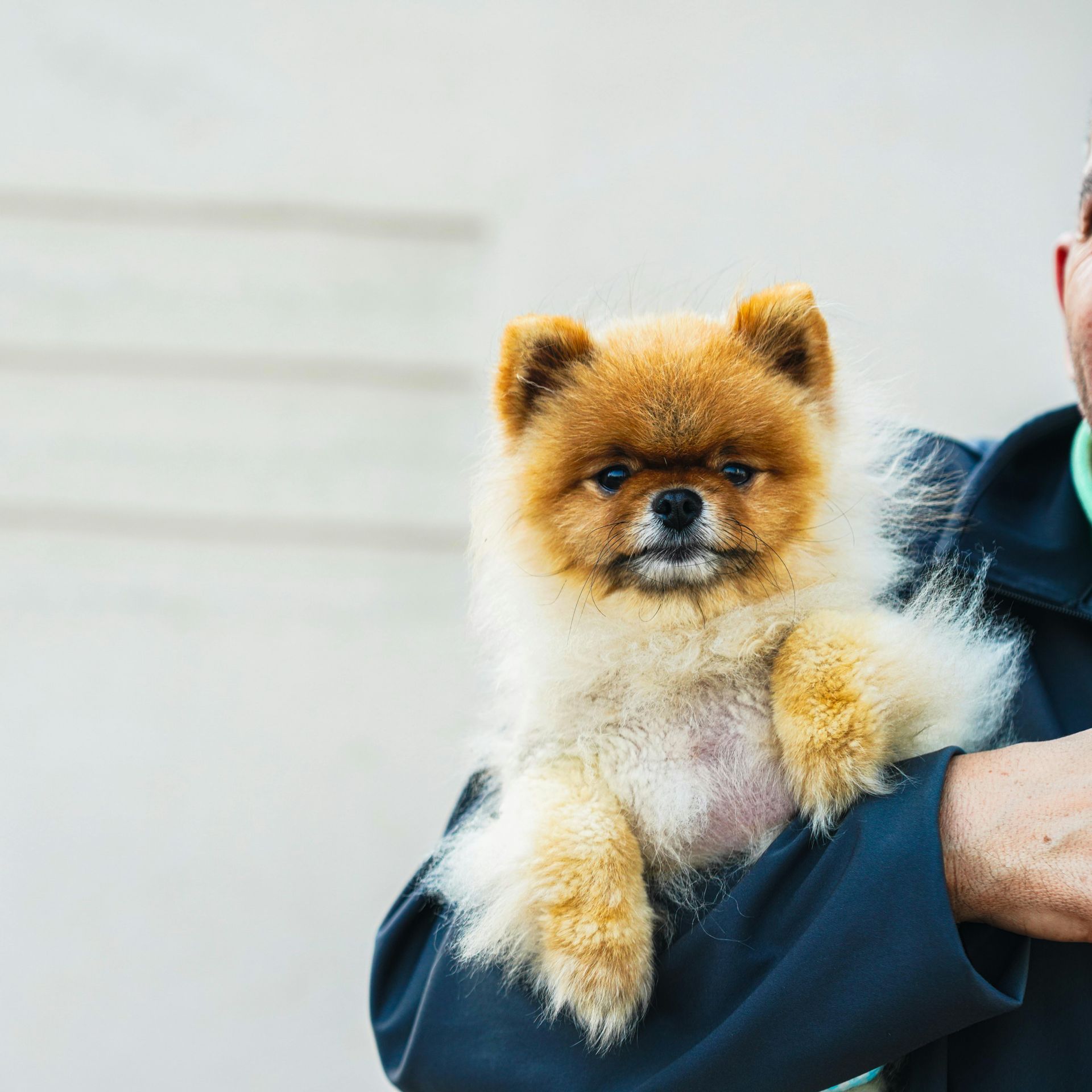 Tan Pomeranian dog held by person wearing a navy jacket, white wall background.