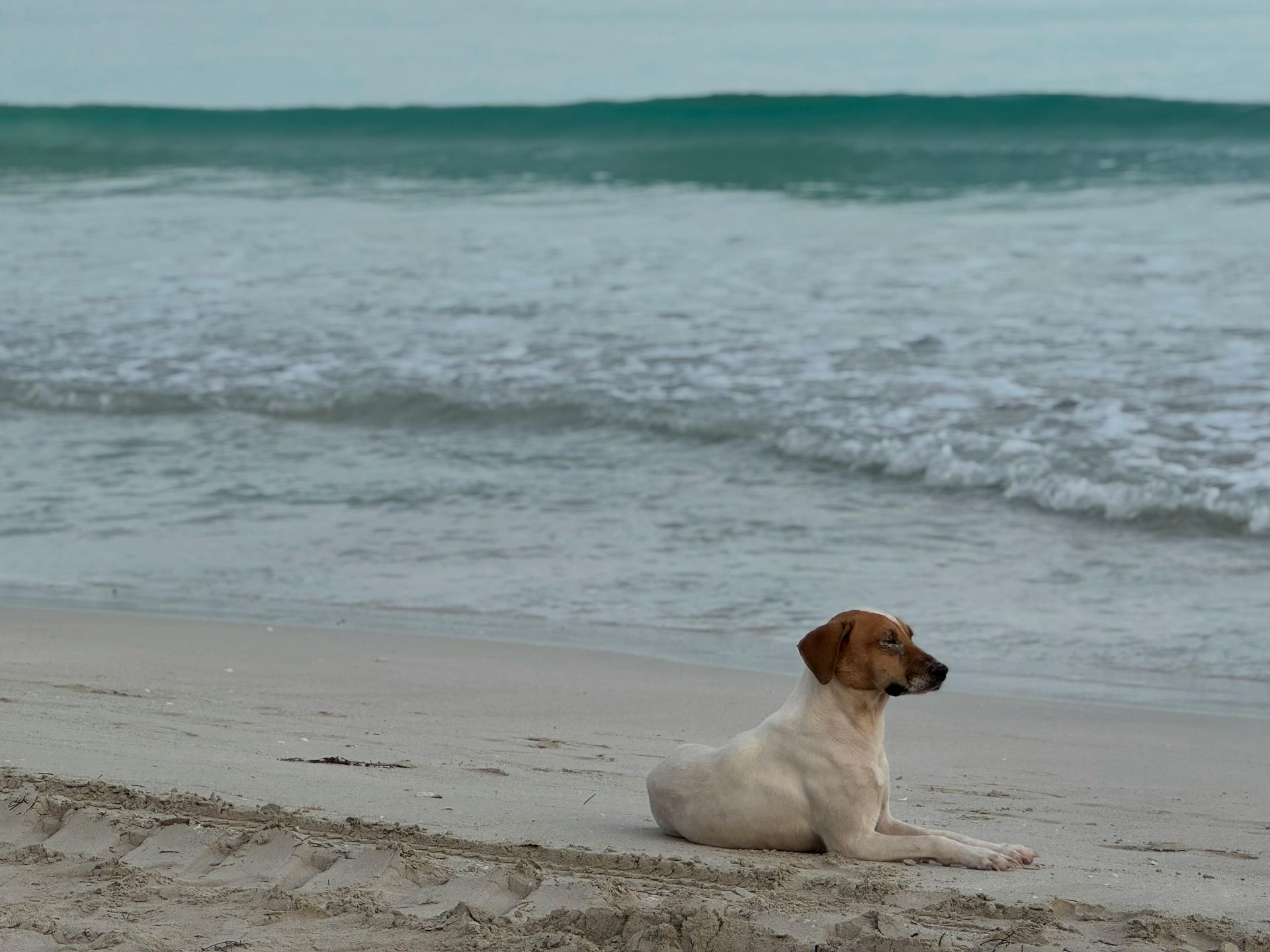 Dog on a bench with mountains and lake