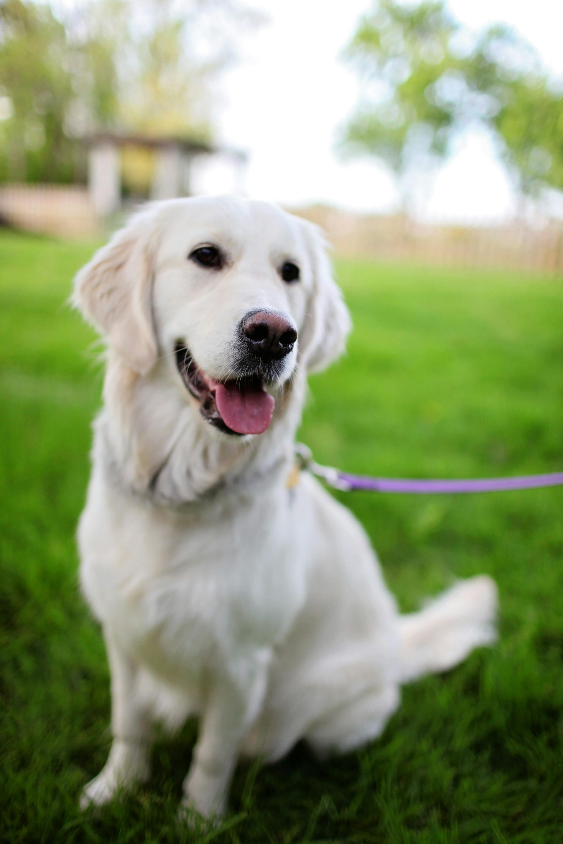 Golden retriever sitting on green grass, wearing a purple leash, with a happy expression.