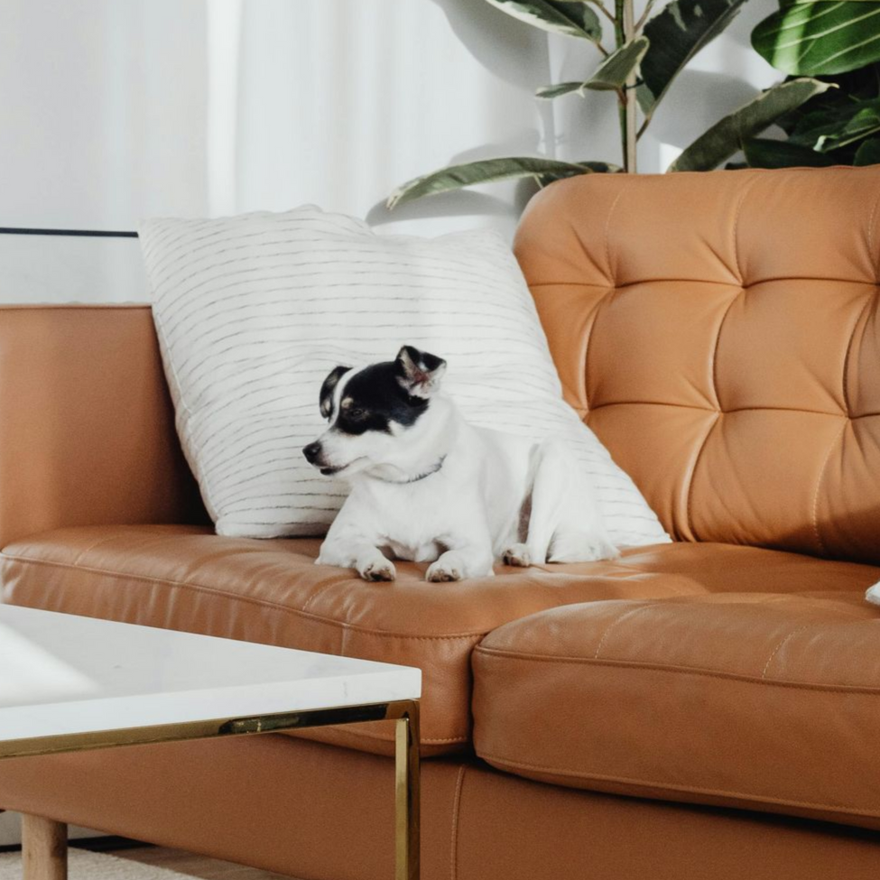 Dog with black and white markings resting on a brown leather couch near a white pillow.