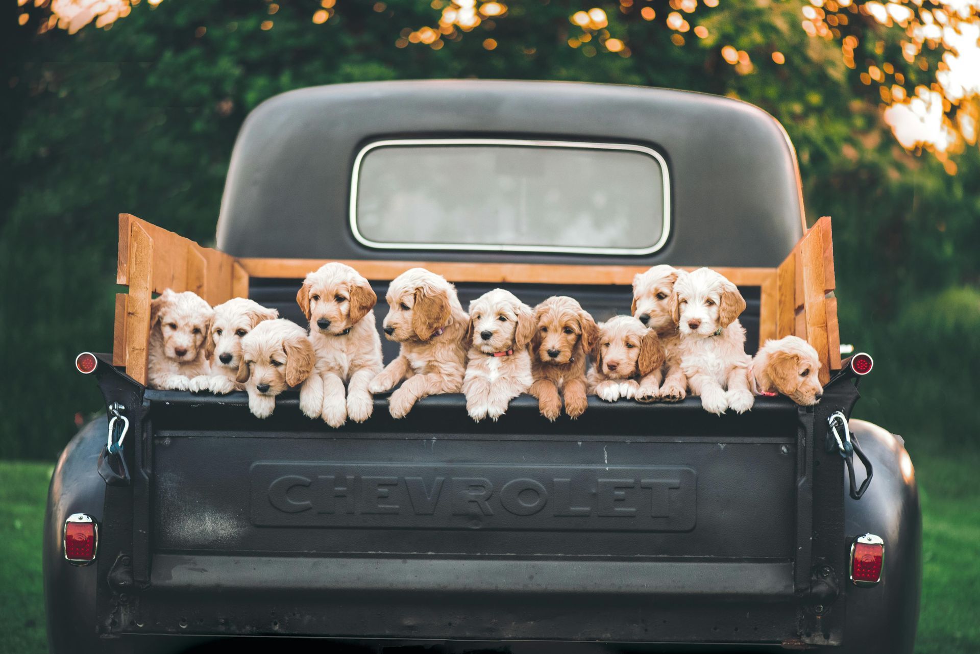 Ten golden doodle puppies sit in the bed of a black Chevrolet truck.