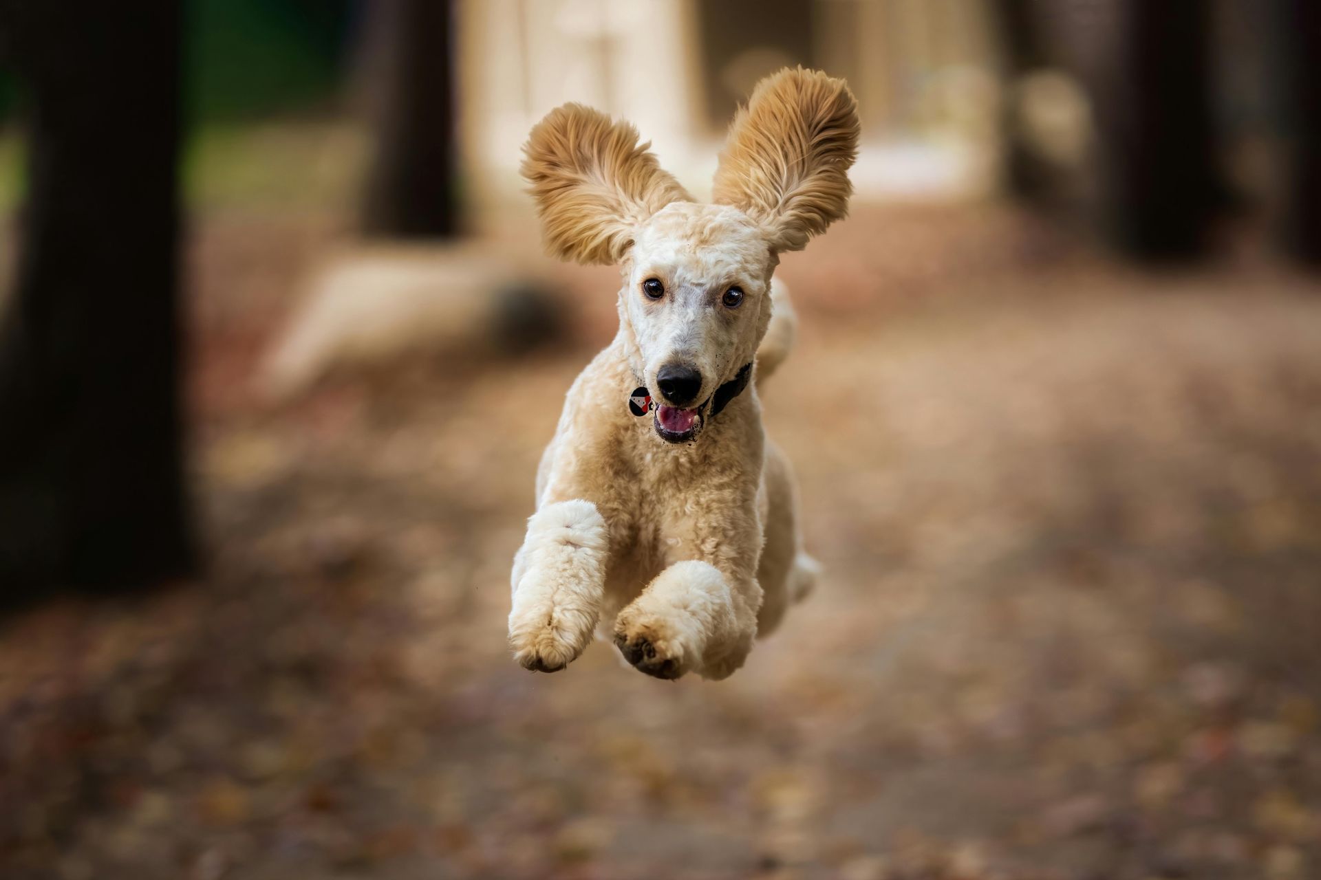Beige poodle leaps forward with ears flying up, in a forest path.