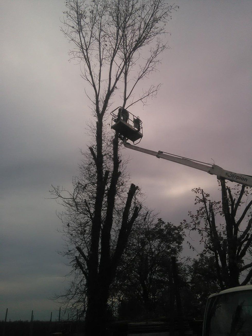 potatura ad altro fusto