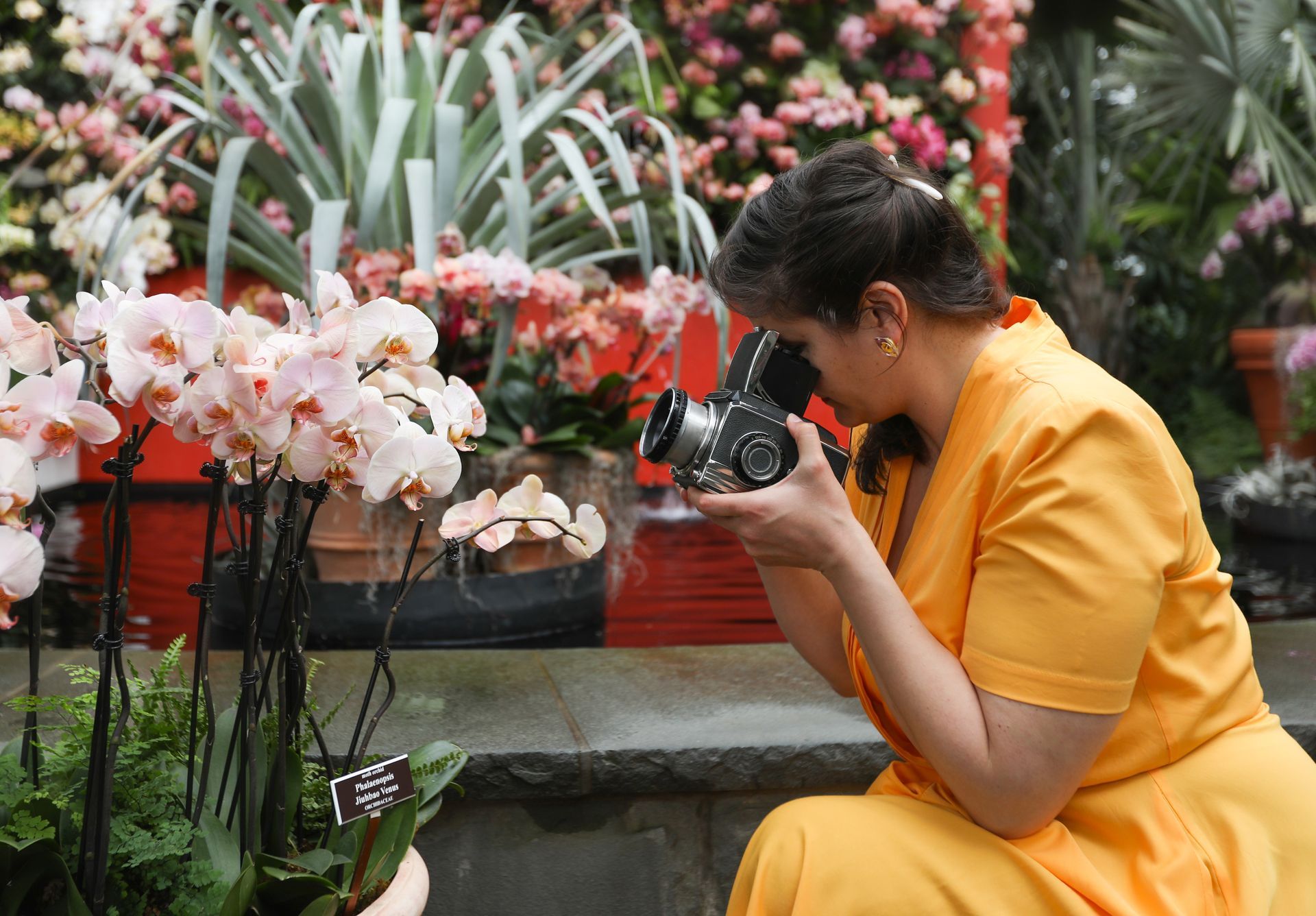 Woman in orange dress photographing orchids in a greenhouse.