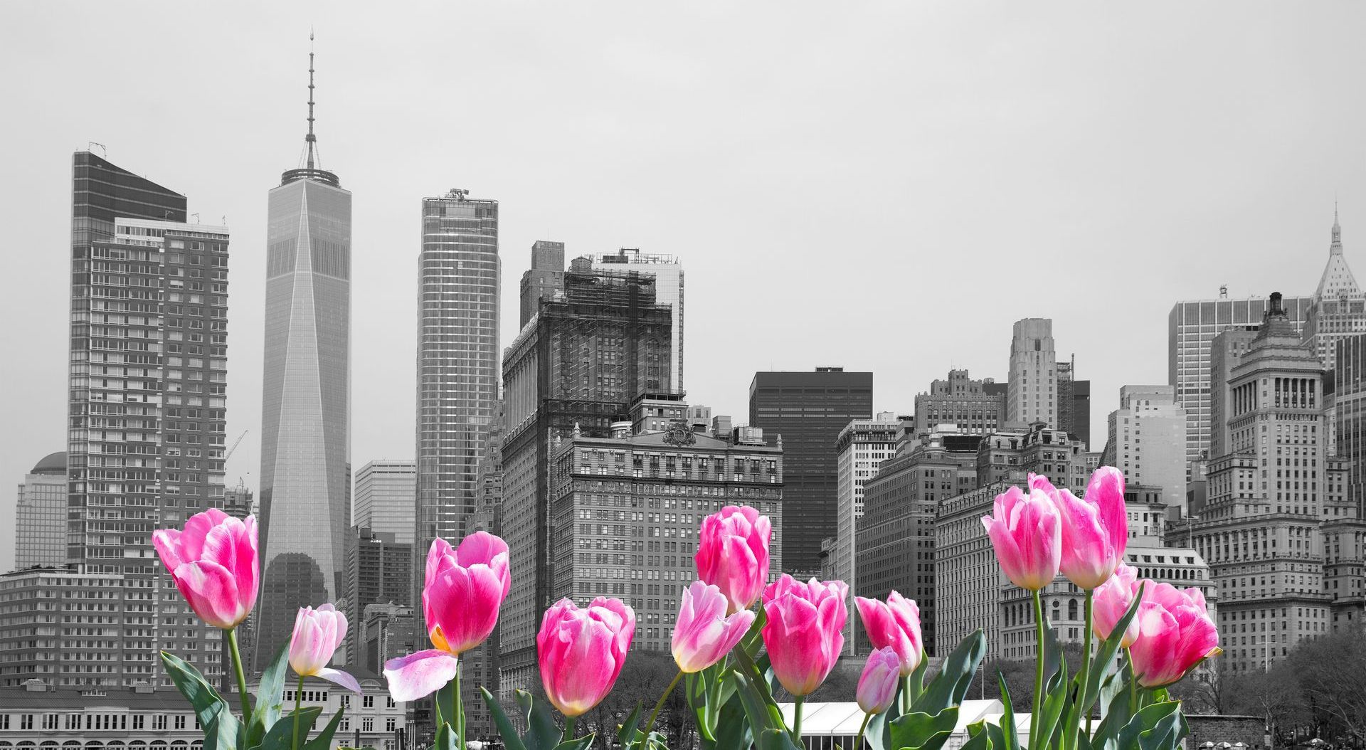A black and white photo of a city skyline with pink flowers in the foreground.