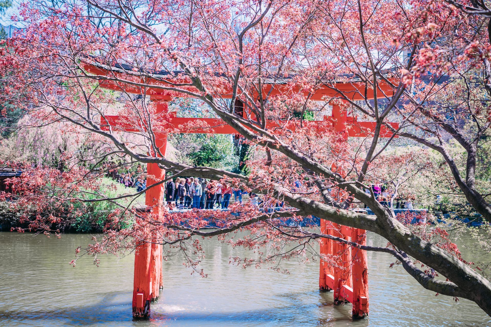 A red torii gate over a body of water surrounded by cherry blossom trees.