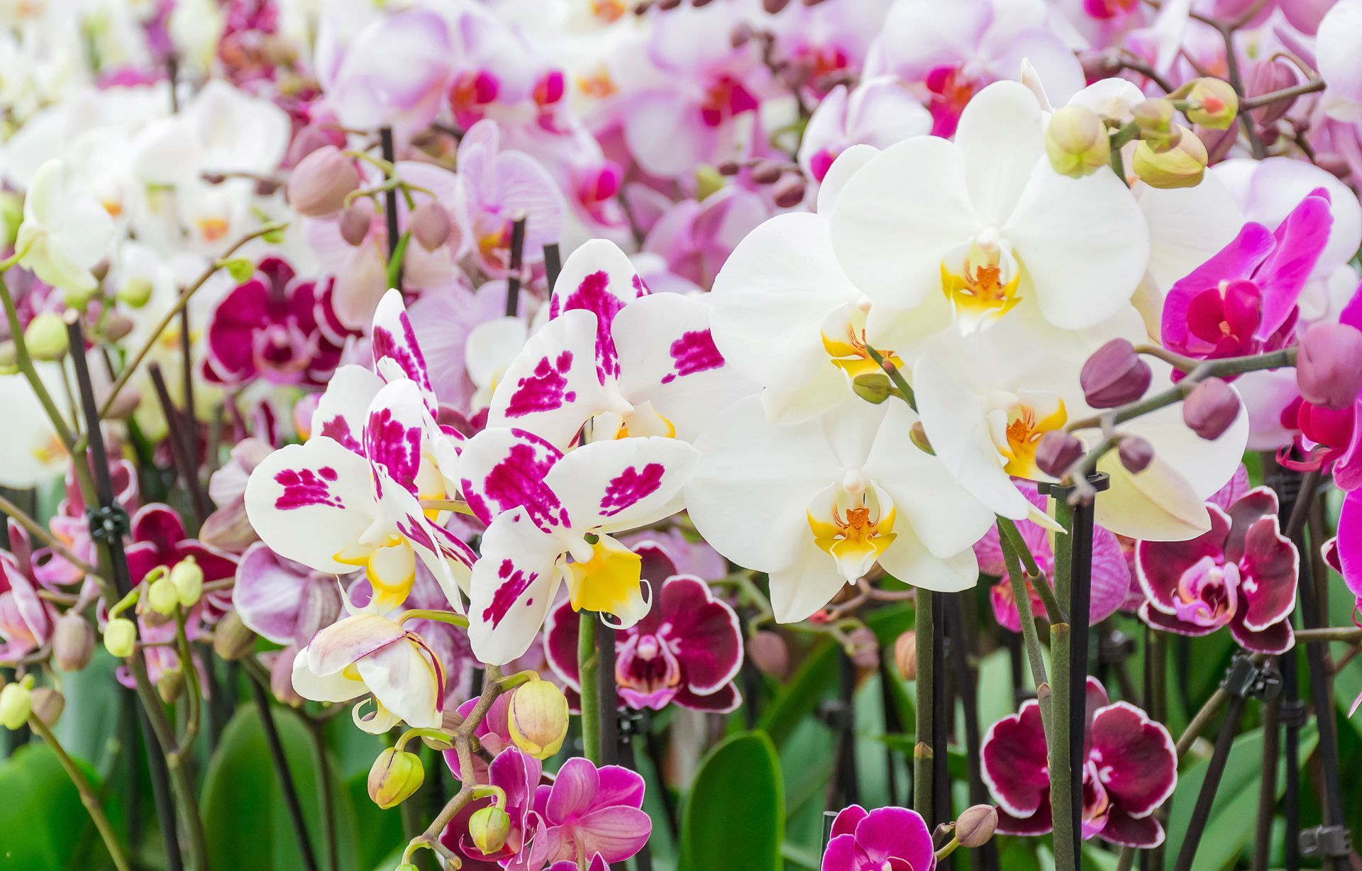 A bunch of different colored orchids are growing in a garden.