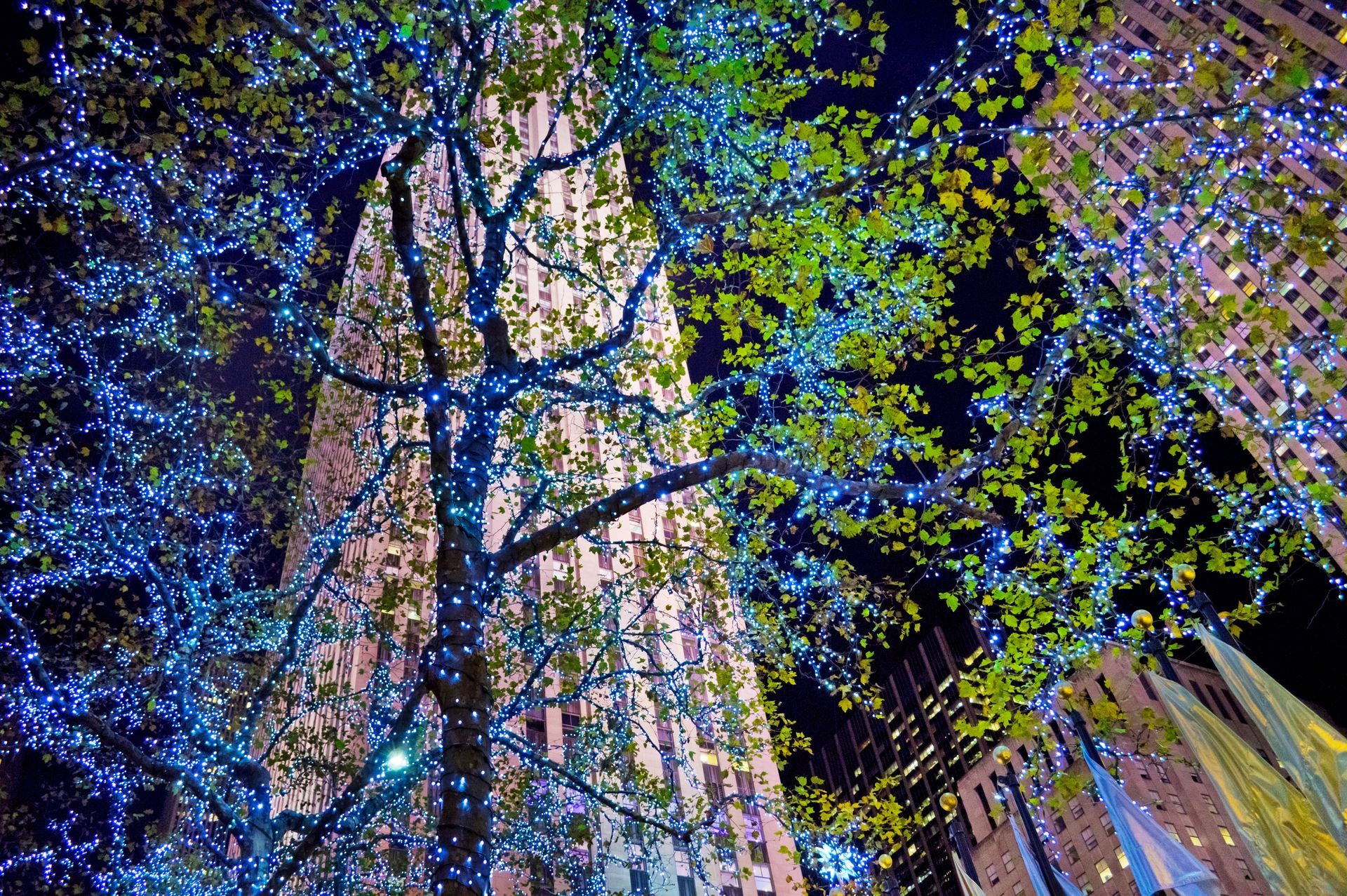 A tree with blue lights on it in front of a building