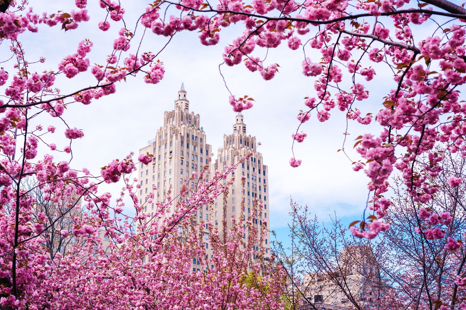 The twin towers of the San Remo building in New York City are framed by lush, blooming pink cherry blossom branches.