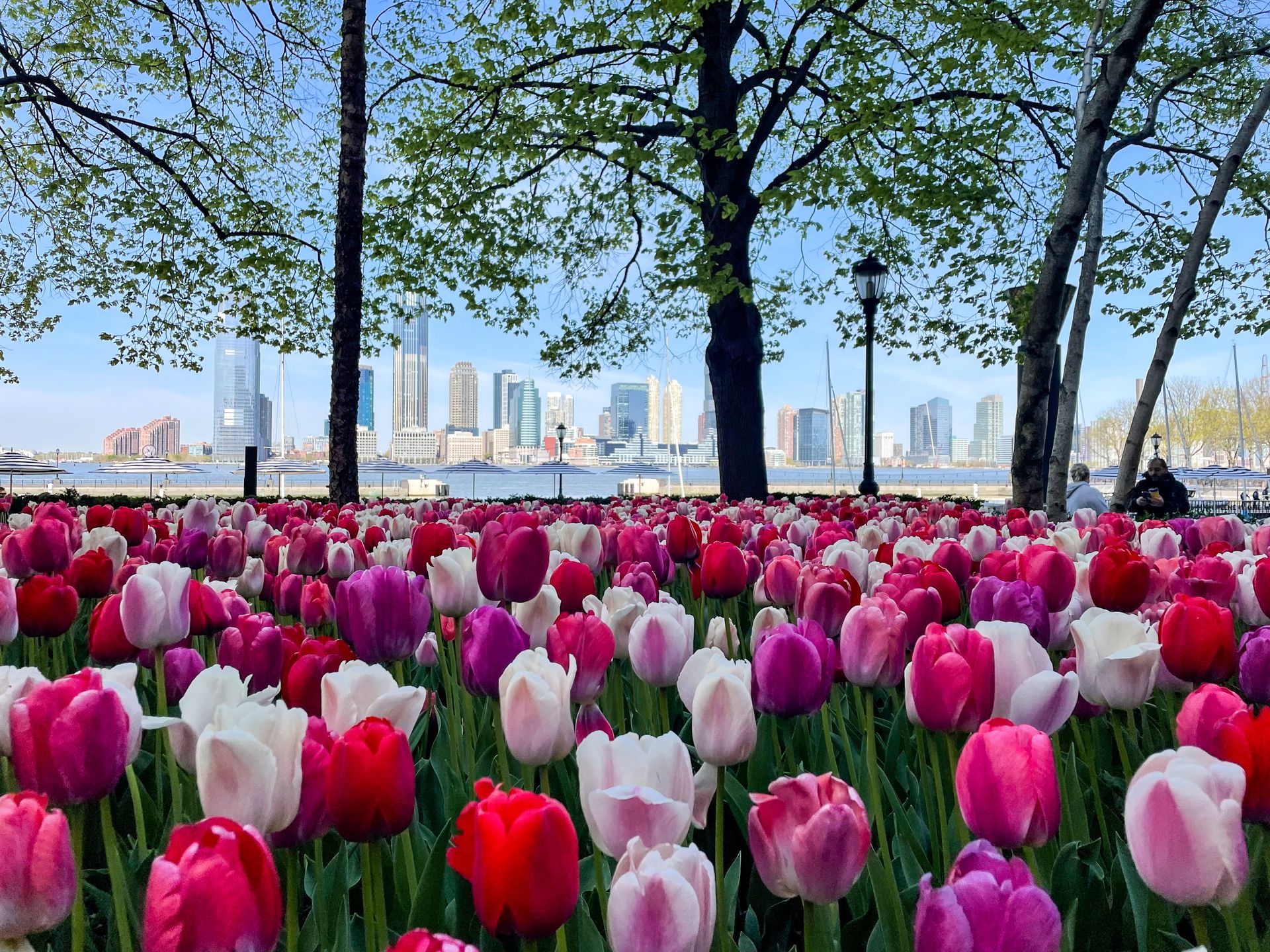A vast field of colorful tulips in pink, red, and white blooms with a cityscape and trees visible in the background.