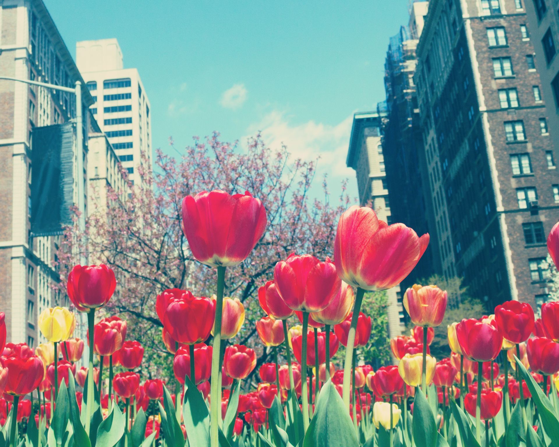 A field of red and yellow tulips with buildings in the background