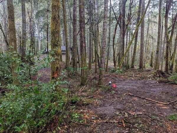 A dirt road in the middle of a forest surrounded by trees.