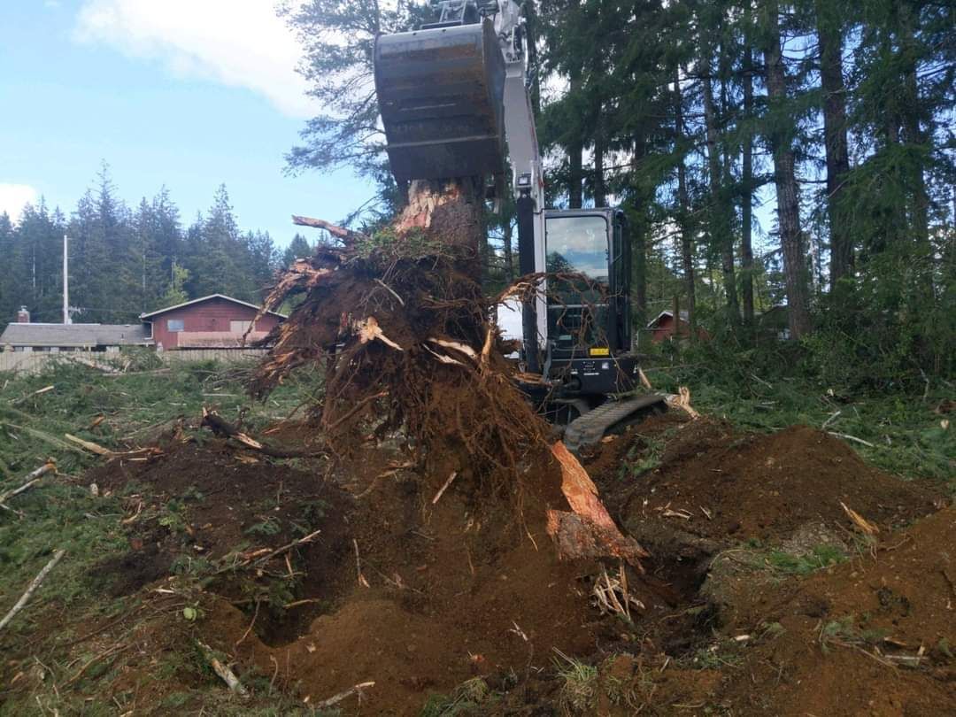 A large tree stump is being removed by a bulldozer -  Shelton, WA - D&T Excavating LLP
