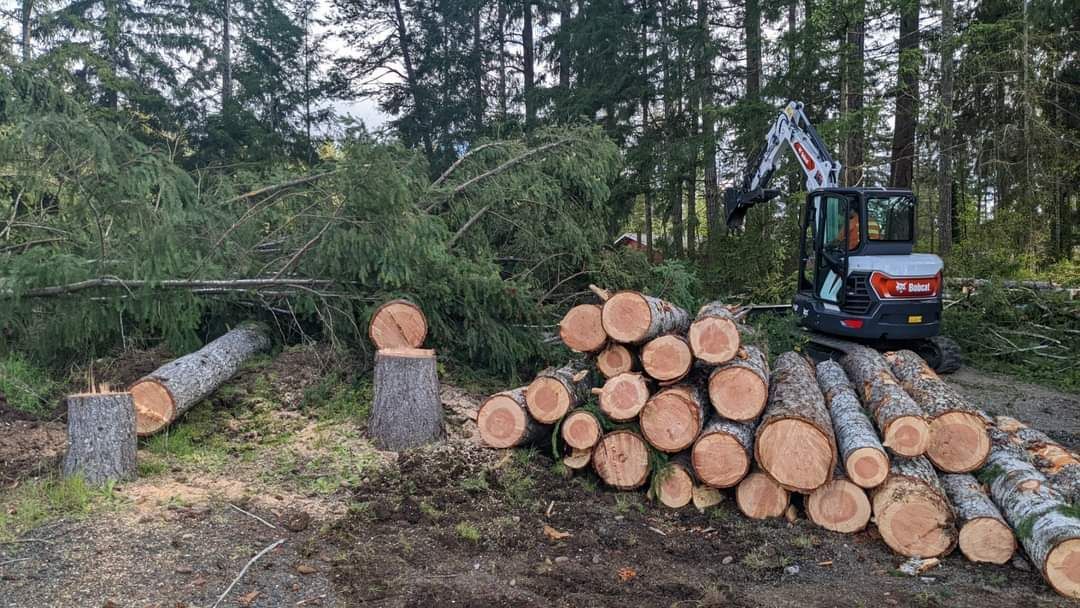 A Pile of Logs Is Sitting in Front of A Forest - Shelton, WA - D&T Excavating LLP