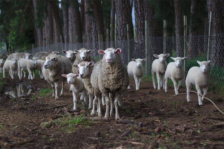 Don’t follow the herd