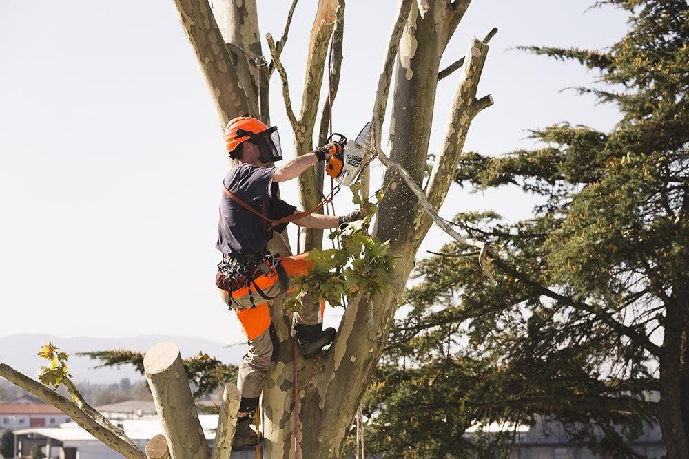 Cutting Tree Branches — Dagsboro, DE — Clark Tree Expert Company