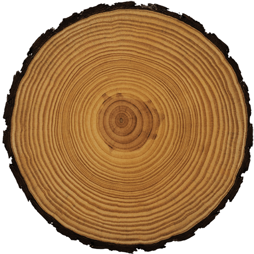 Tree Trunk — Dagsboro, DE — Clark Tree Expert Company
