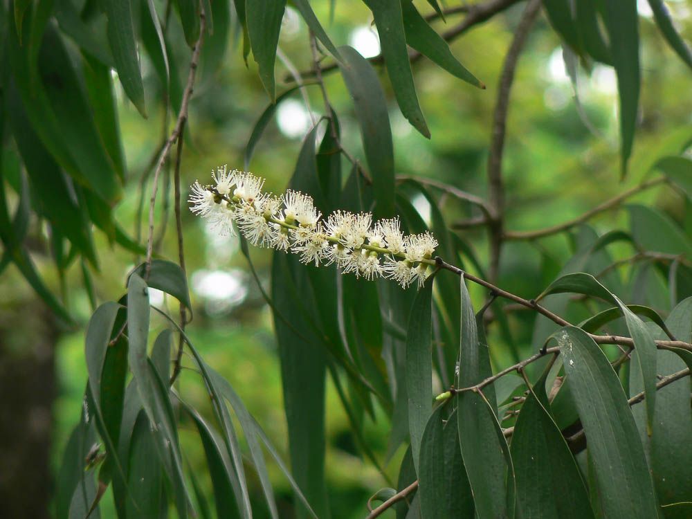 【PURE PLANT】純天然植物精油 (白千層)